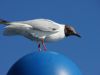 Möve in Zingst auf einer Leuchte